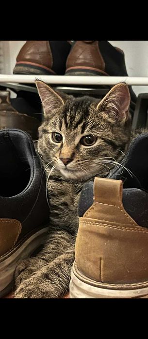 Kot w butach do adopcji