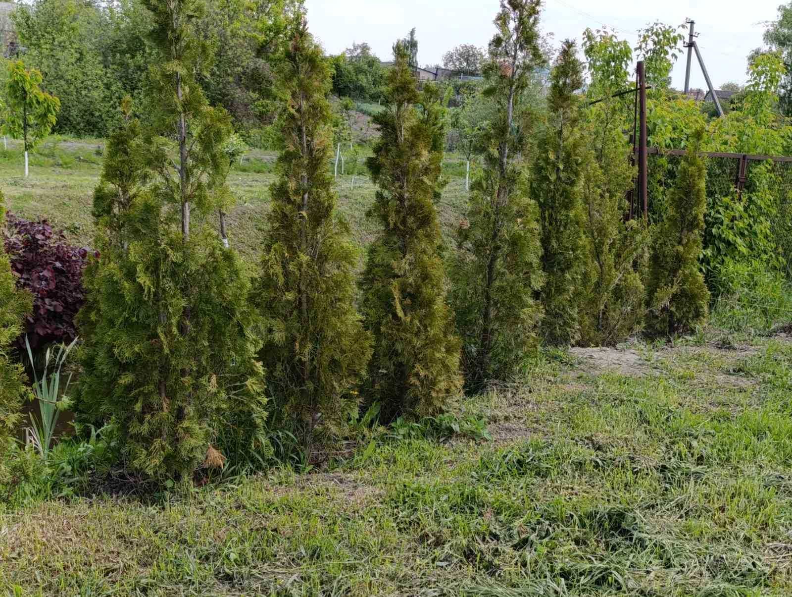 Тарасівка 7 соток з фундаментом 10*10 та підведеними комунікаціями.