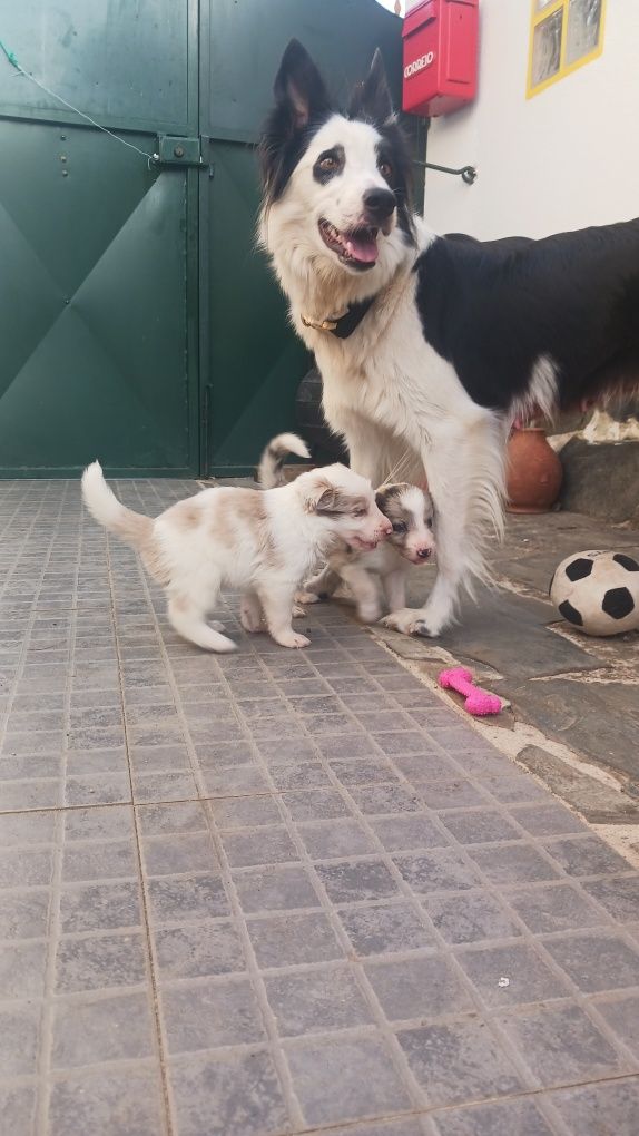 Border Collie com Pedigree