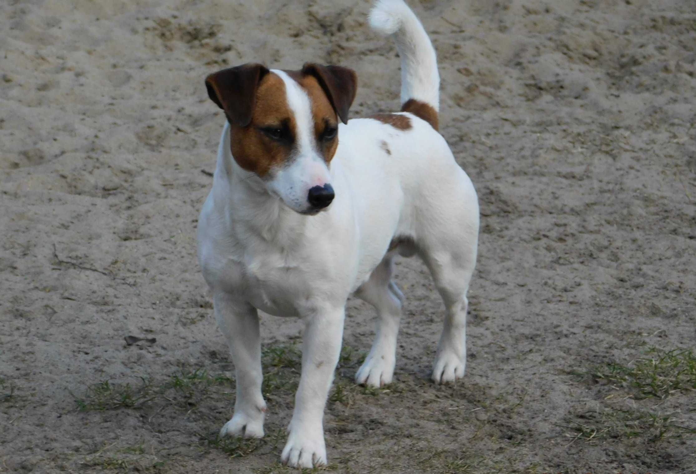 Niski Piesek Jack Russell Terrier / BREFIO po Championie