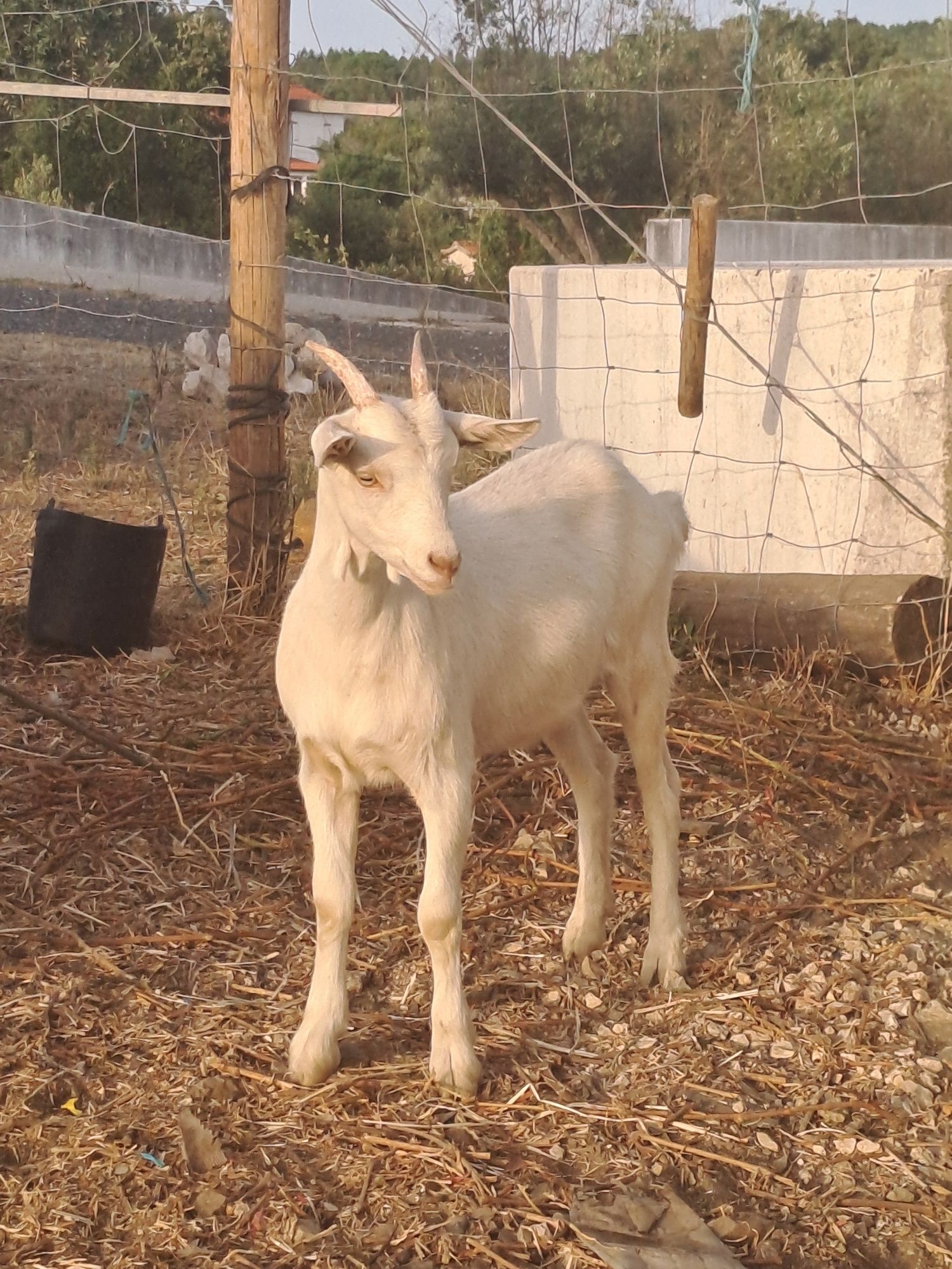 Cabrita Sannen com 4 meses
