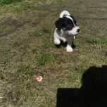 Sprzedam suczke Jack Russell Terrier