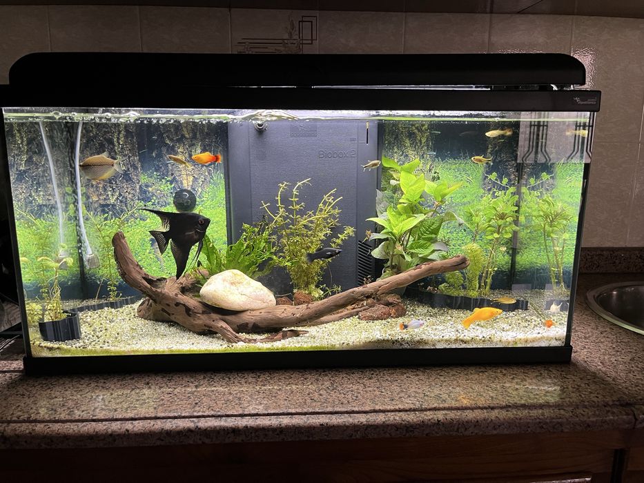 Aquario completo
