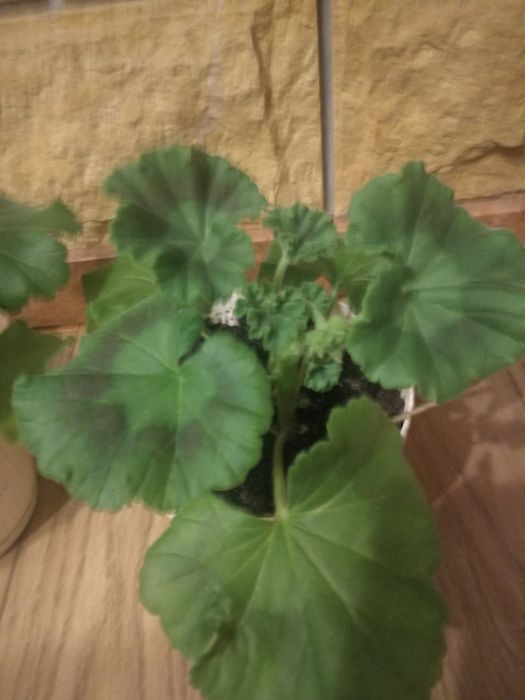 Sadzonka pelargonii z pąkiem