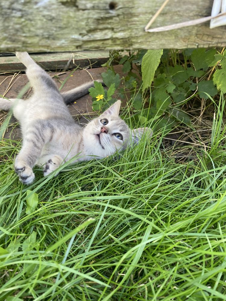 Безкоштовно котенята