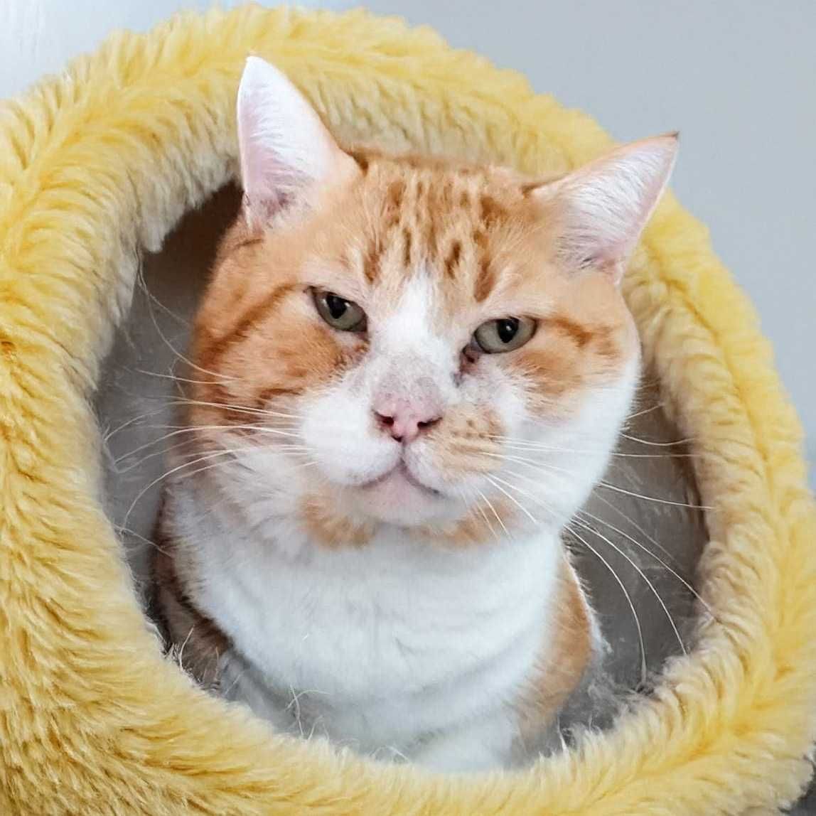Setúbal / Margem Sul / Lisboa — ROCKY, gatinho para adoção