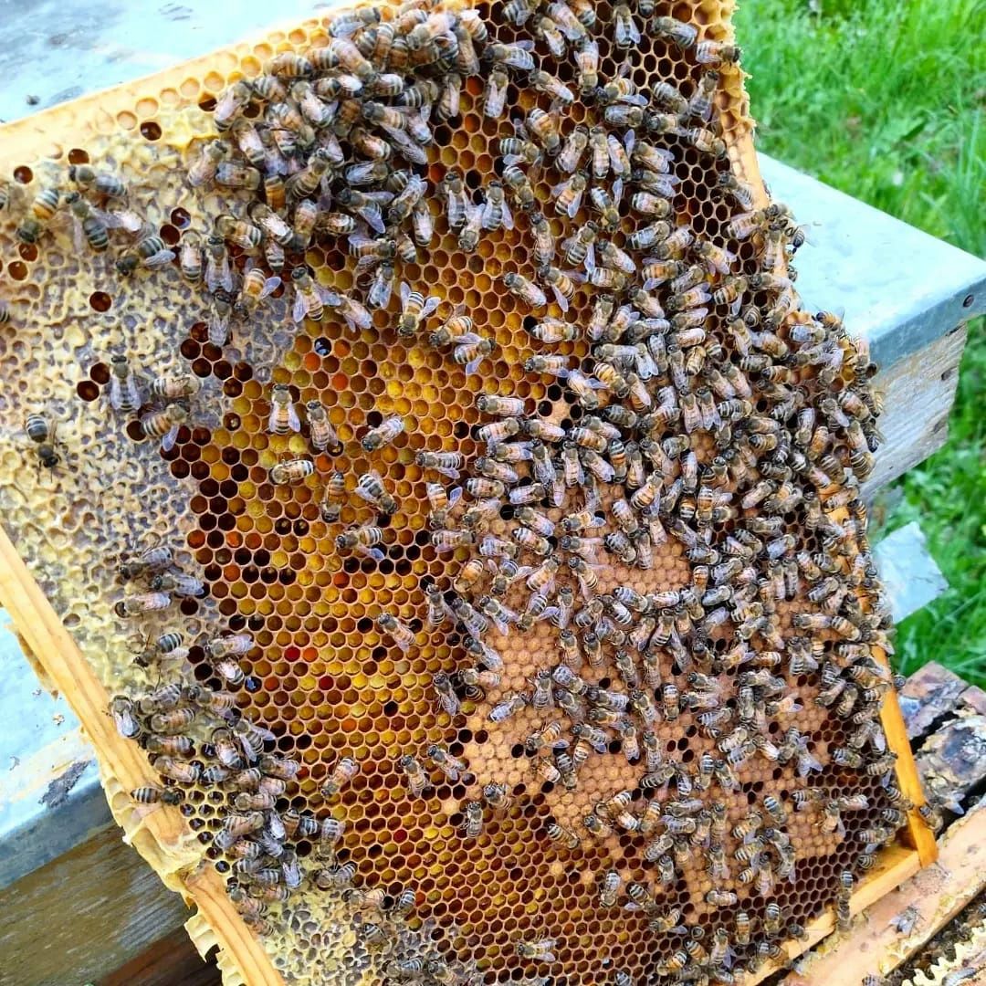 Odkłady pszczele na ramce wielkopolskiej, 4 ramkowe