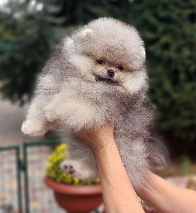 Очаровательная  девочка и мальчик померанского шпица