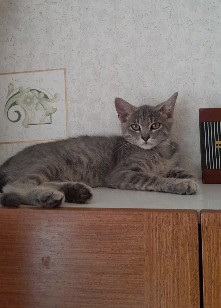 Маленький полосатый котёнок мальчик ищет дом! Котята! Отдам в хорошие
