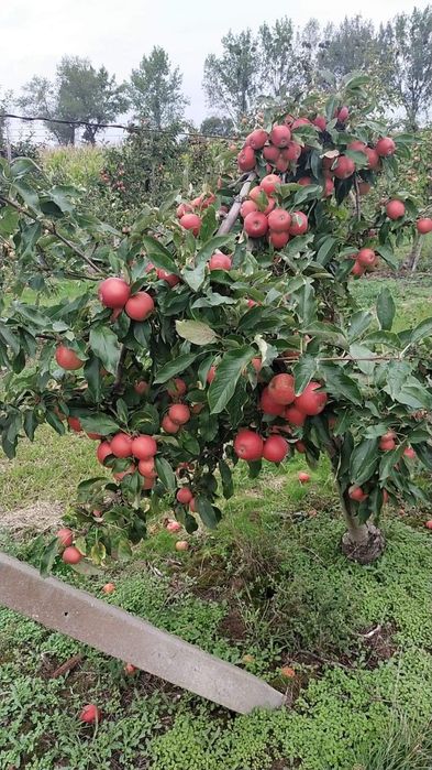 Samozbiory jabłek