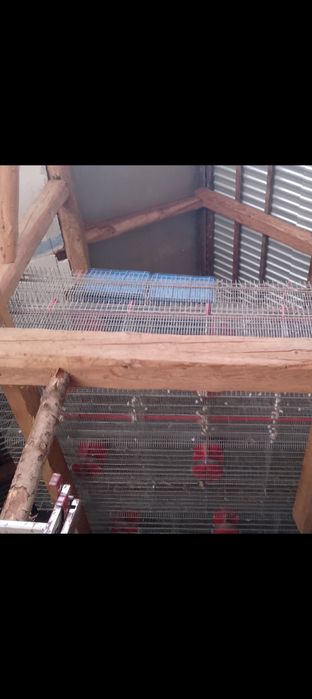 Klatki dla królików