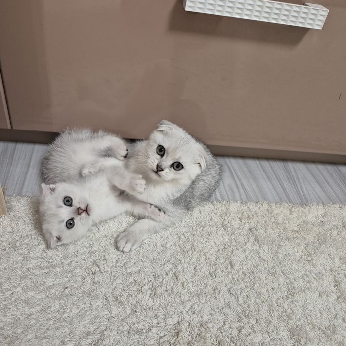 Шотландские котята ю шиншилла вислоухий мальчик вислоухая девочка