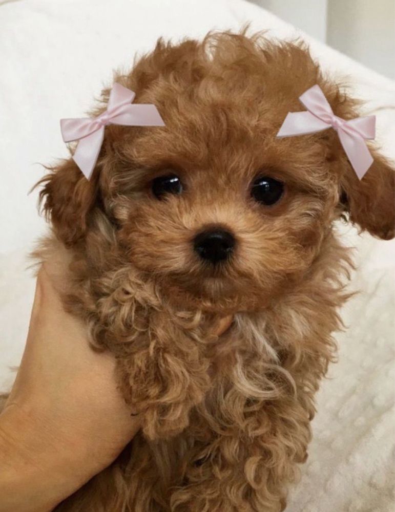 ‼️Exclusive‼️щенки Мальтипу от титулованных родителей maltipoo