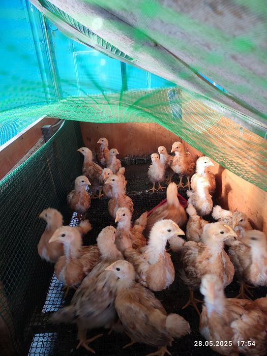 Курчата продаються