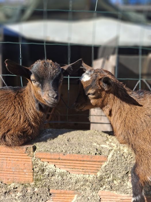 Cabritos anões muito bonitos e bem tratados,  desparasitados