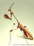 Modliszka gongylus gongylodes