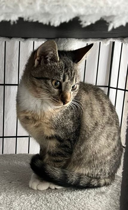 Cudowna Manila szuka domu