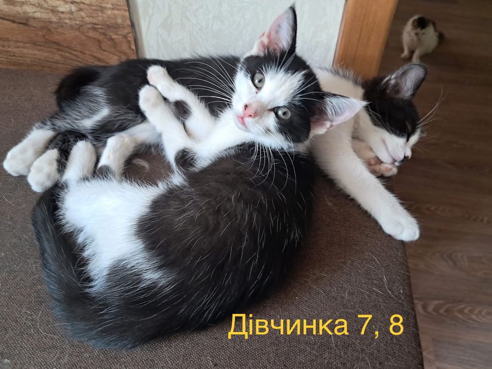 Кошенята шукають люблячі родини