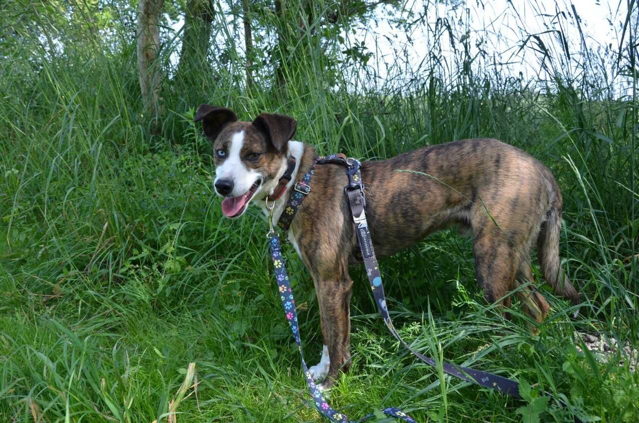 W poszukiwaniu domu dla wyjątkowego Safirka!