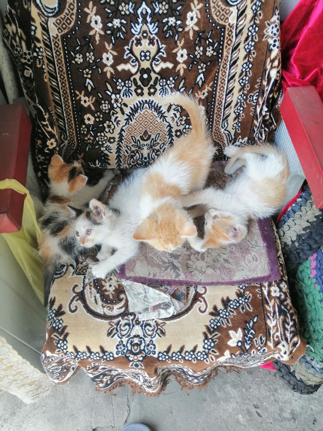 Отдам котят бесплатно