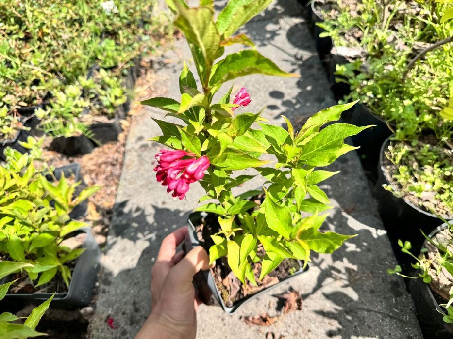 Krzewuszka 'Eva Rathke' (Weigela) Mrozoodporny krzew Doniczka 2.0L