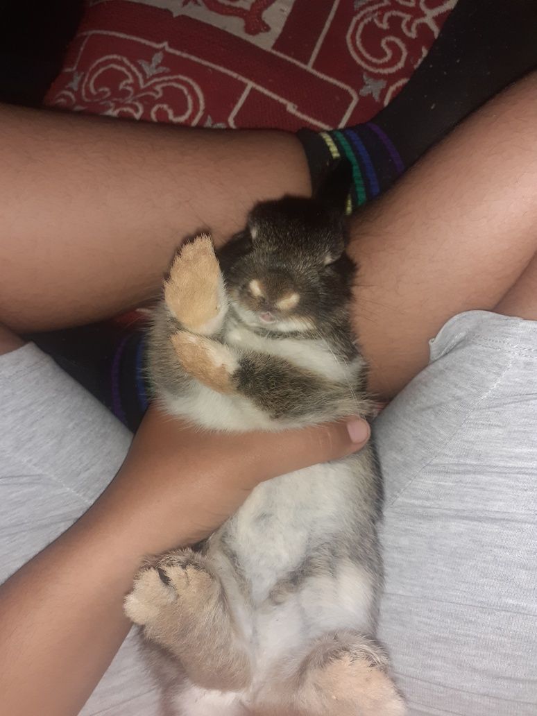 Coelhos anões fofos