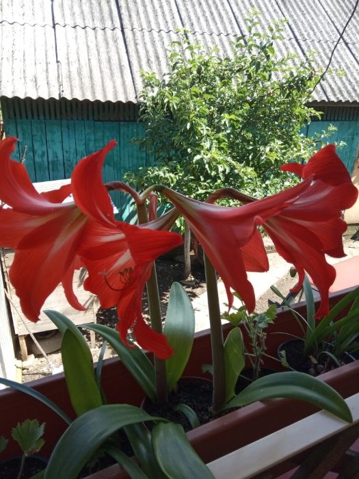 Амариліс (лат.Amaryllis)