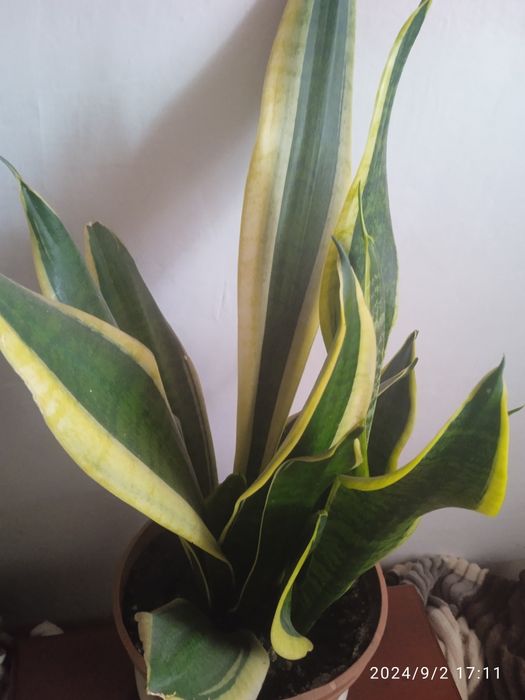 Сансевиерия, сансевьера, санса