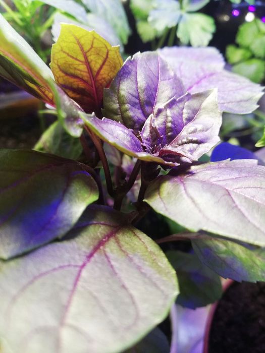 Саженцы рассада базилика