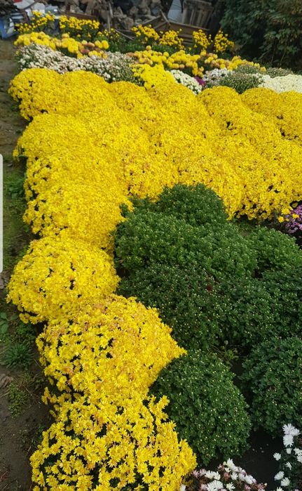 Маточники мультифлора жовта