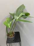 Monstera decursiva / Rhaphidophora decursiva