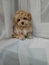 Cudowny Chłopczyk Maltipoo