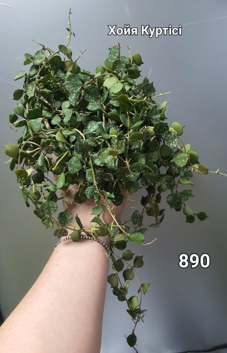 Хойя Куртісі/Глобулоза