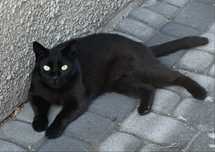 Kotka Shazza gotowa do adopcji