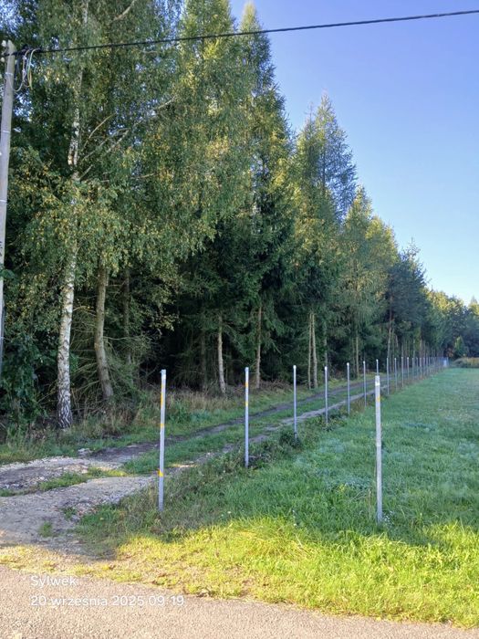 Sprzedam działkę leśną z potencjałem inwestycyjnym – Huby Kotfińskie