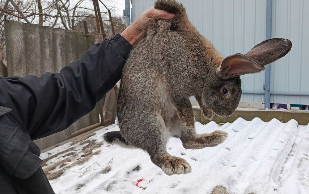 Продам кролі і кролиці породи ФЛАНДР
