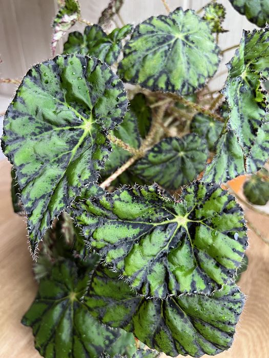 Бегонія тигрова, бегонія