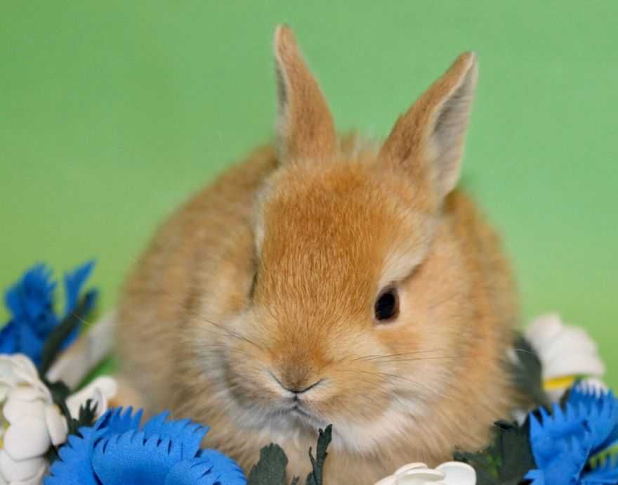 кролик-белка, декоративный карликовый кролик, беличий окрас в Киеве!
