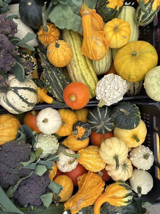 DYNIA, DYNIE, ozdobne, olbrzymie, Hokkaido