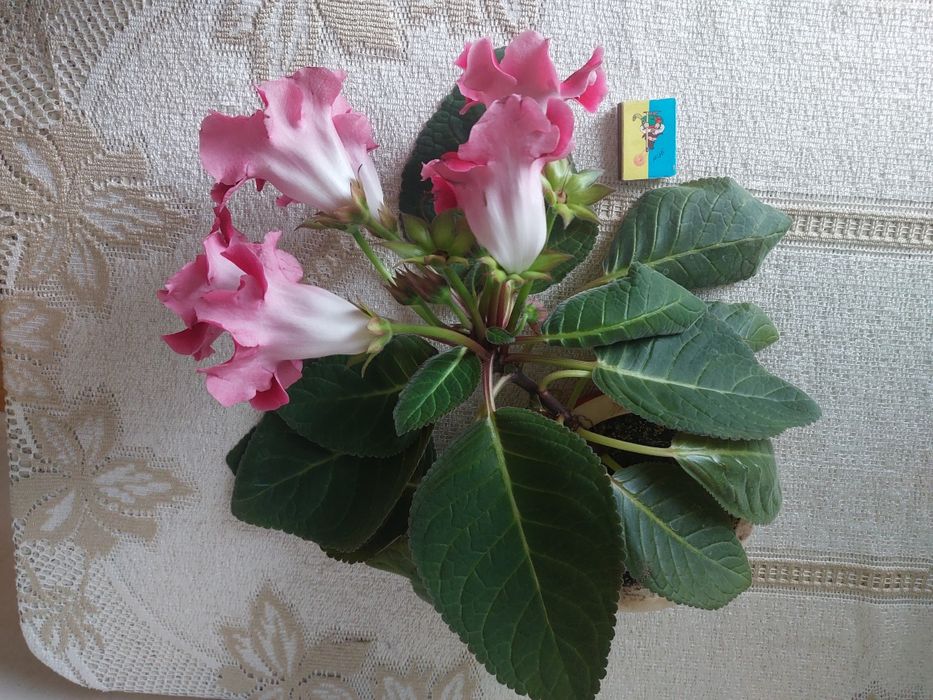 Глоксинія квітка домашня