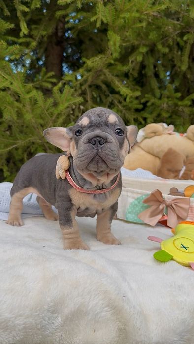 Buldog Francuski chłopak Blue tan