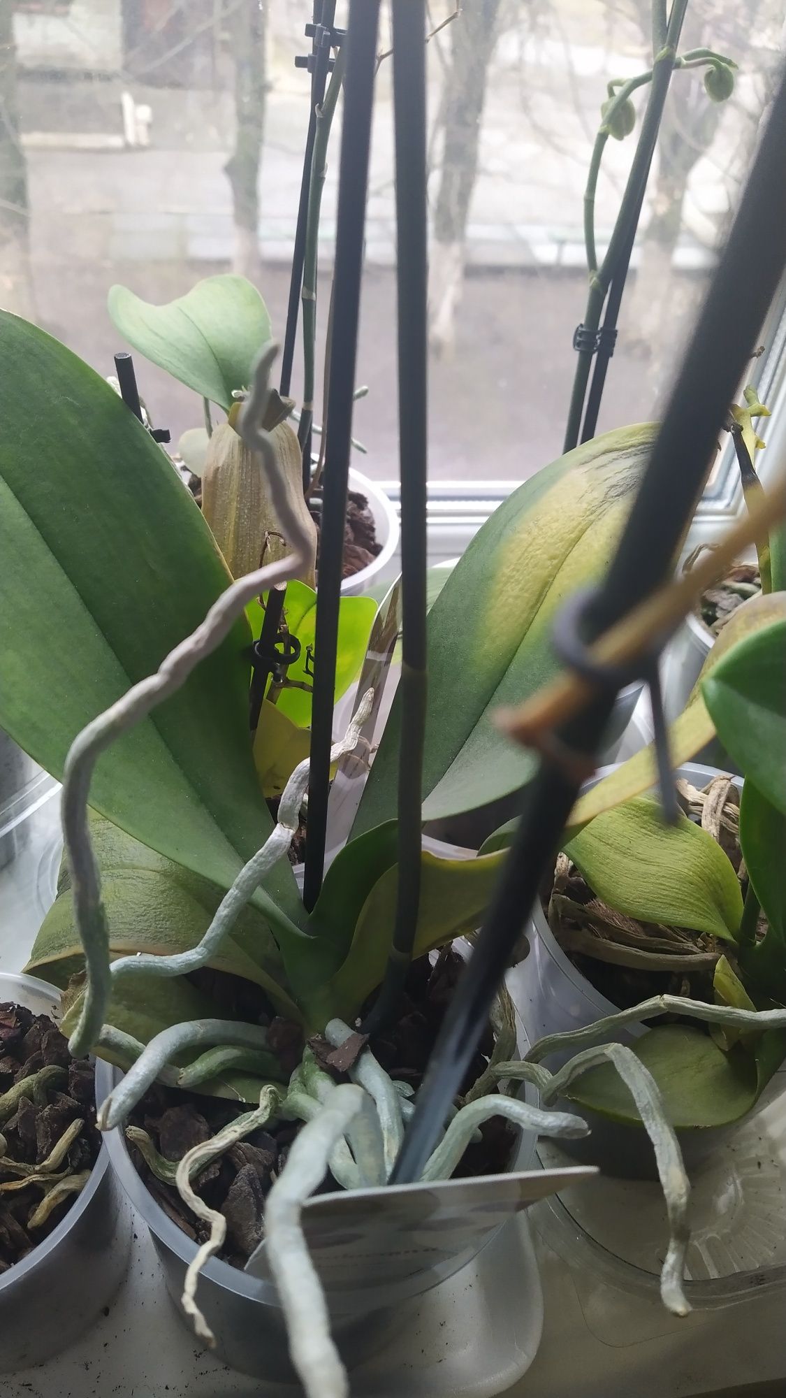Реанімашки орхідей