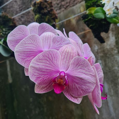 Phalaenopsis - Orquídea (Montada)