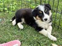 Piesek rasy border collie - Tricolor
