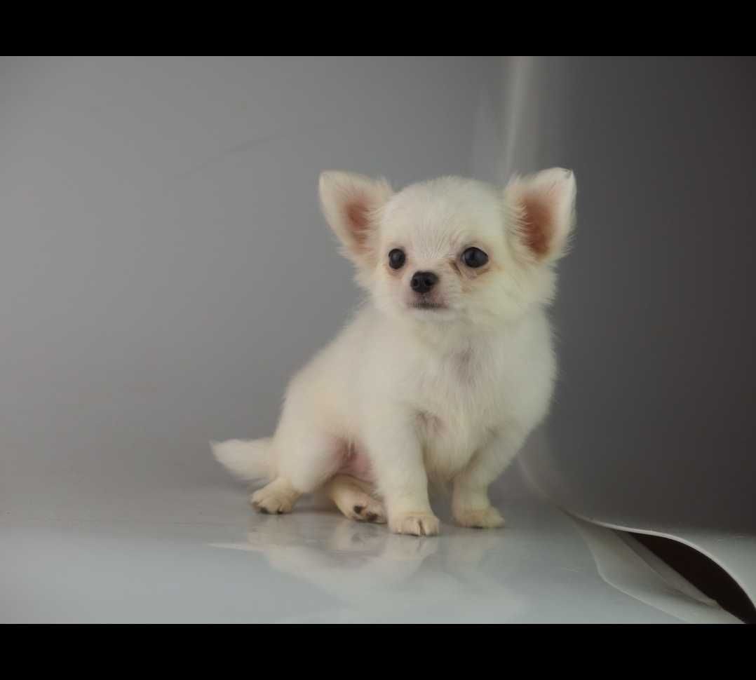 Chihuahua piesek