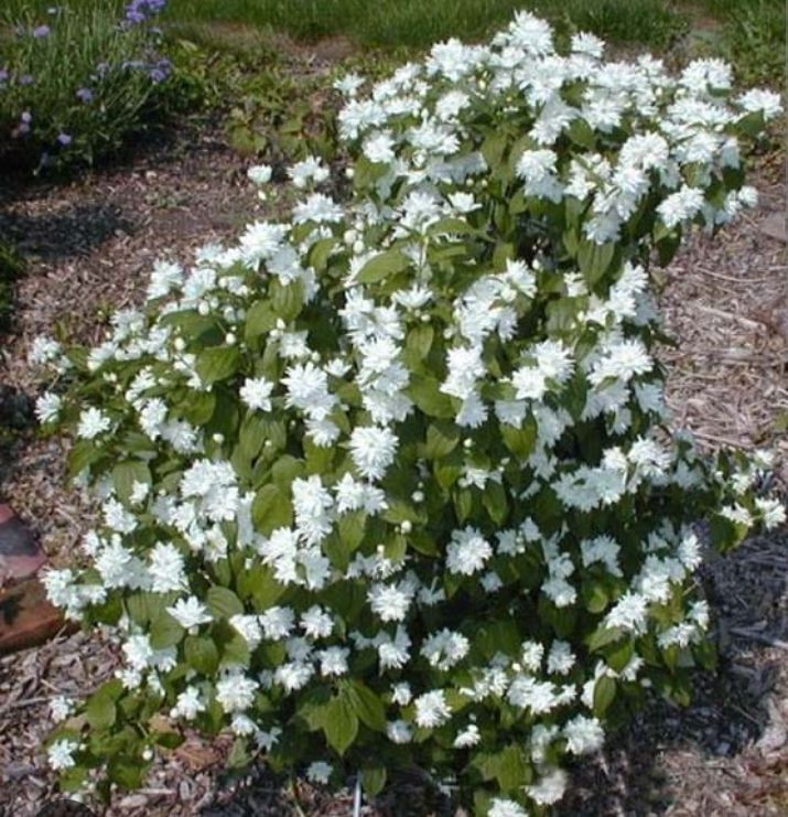 Jaśminowiec Minesota snowflake