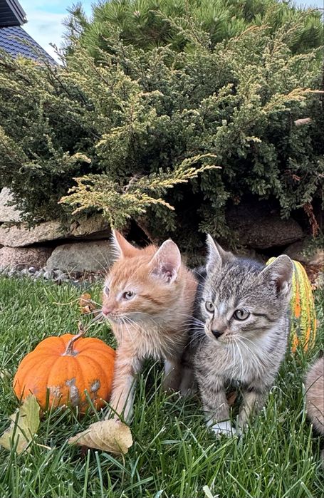 Oddam małe koty kotki kot