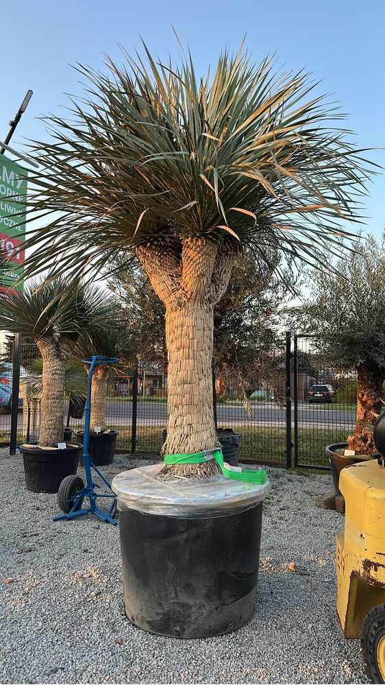 Yucca Roztrata Juka Roztrata MultiHead Okazja