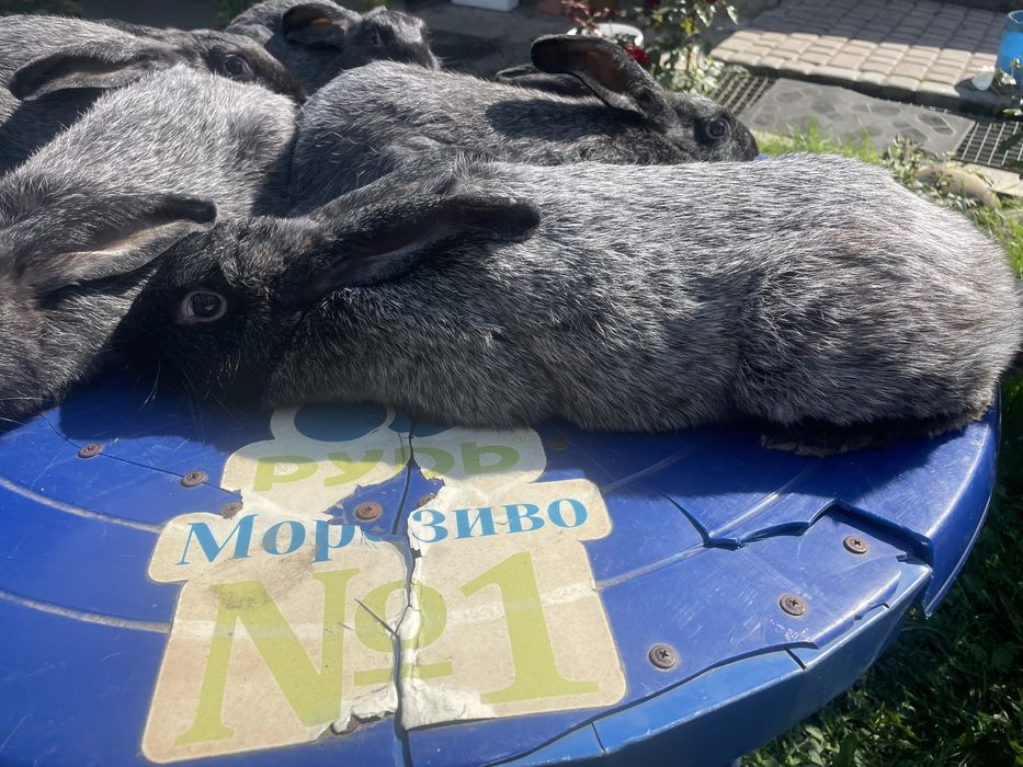 Кролиця з кролятами полтавське срібло