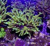 Euphyllia Hellfire Glowa Koralowiec  FLUOLAMPS.PL WYSYŁKI